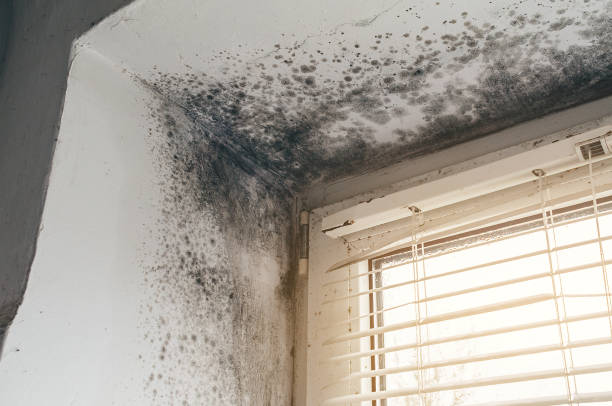 Affordable Mold Remediation solutions in Erwin, NC