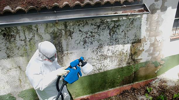Top rated local Mold Remediation specialists in Erwin, NC